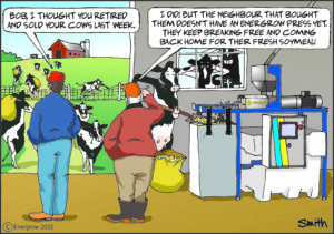 Returning Cows Comic - English