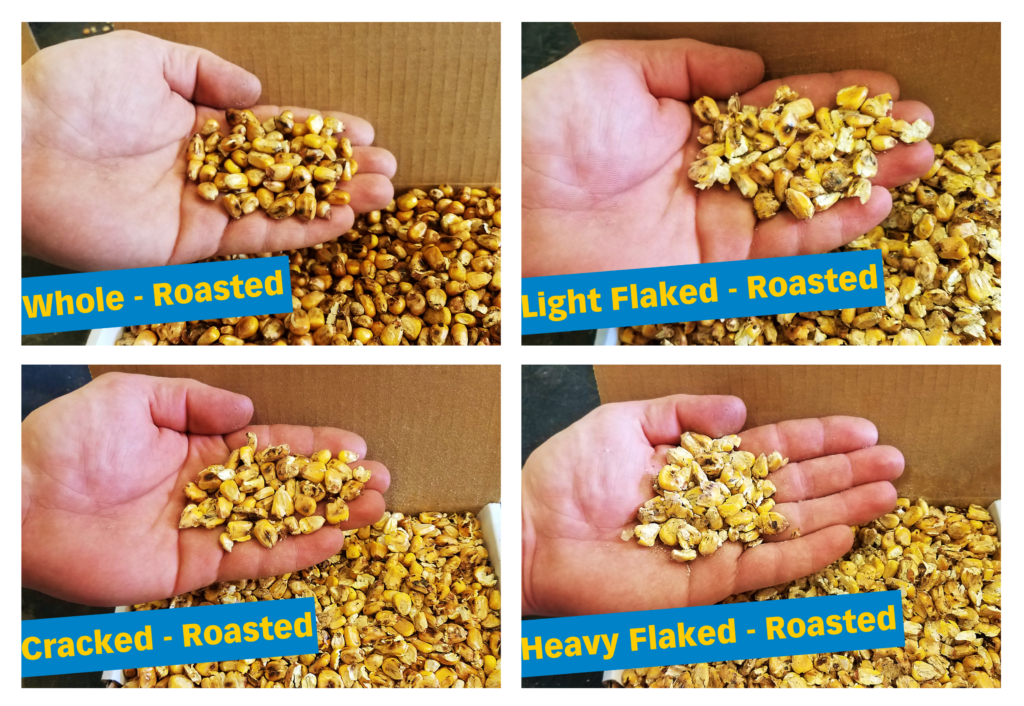 Roasted Corn Samples from an Energrow Roasting System